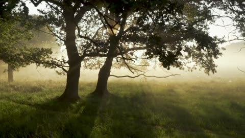 Forest woods mystical
