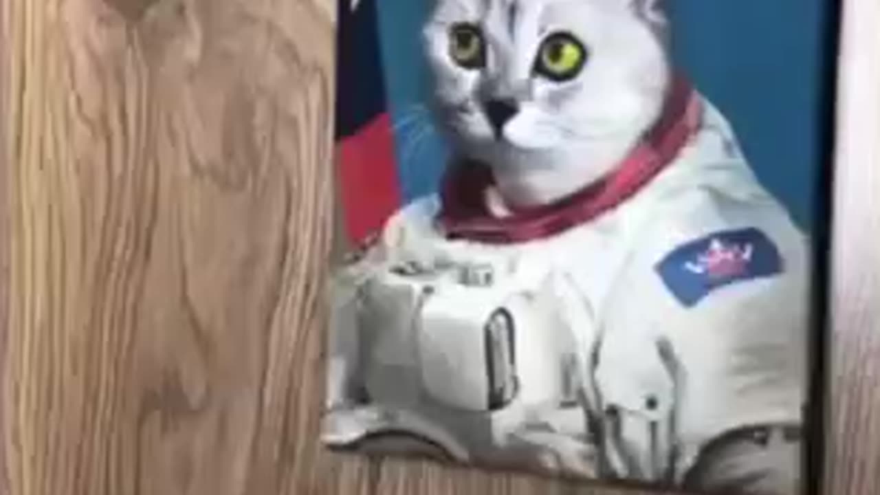 Funny cats #cat #cats #animals #shorts #short