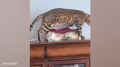 Funny ANIMAL Videos make us Laugh