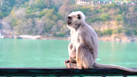 Monkey Near The Sea Stand on Piller