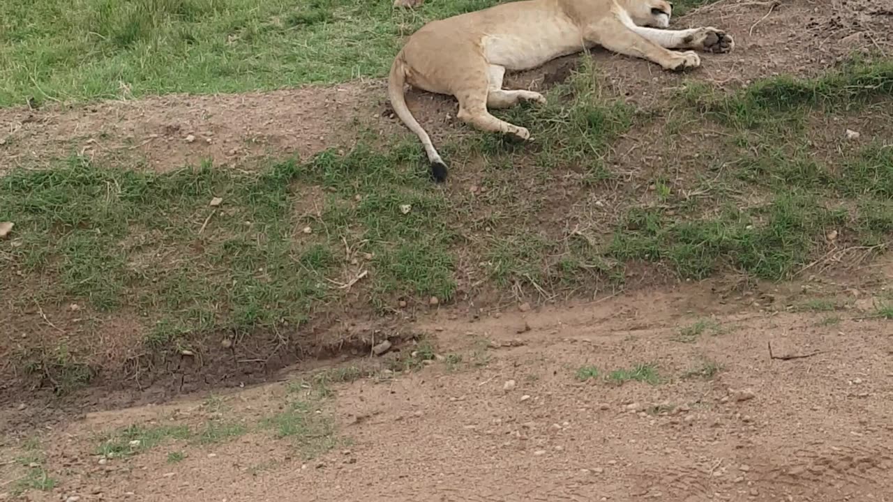 Thrilling Encounter: Lion Takes a Power Nap in the Middle of the Road!