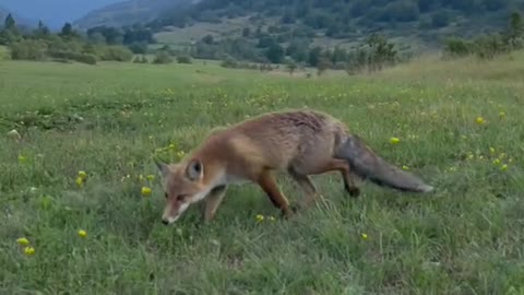 foxes