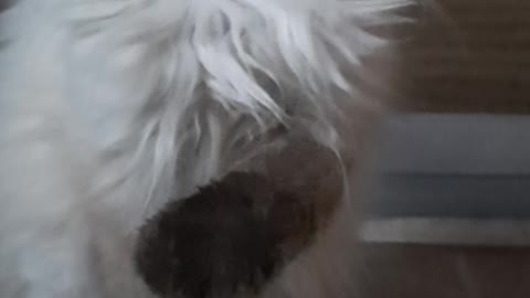 Beautiful kitten