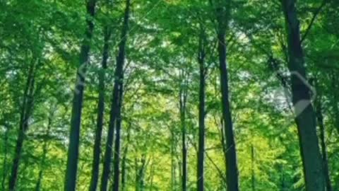 Wonderful nature🍃 with recites 😍