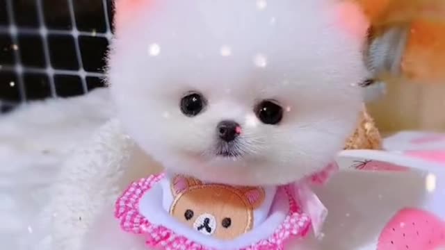 Here comes the bath, cute puppy again!!!