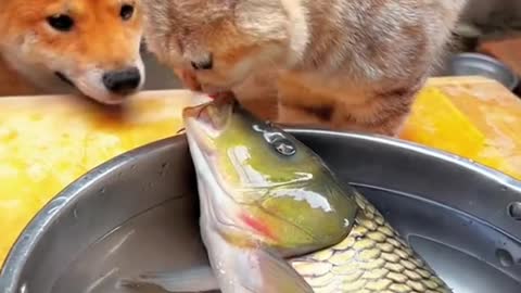 Dogs eat fish like cats