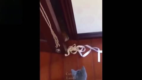 Scaredy Cat Finds Tiger In Closet (You Wont Believe What Happens Next)