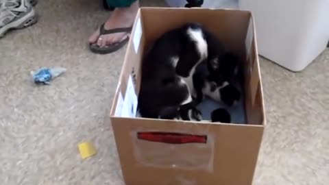 Momma cat steals her kitten back