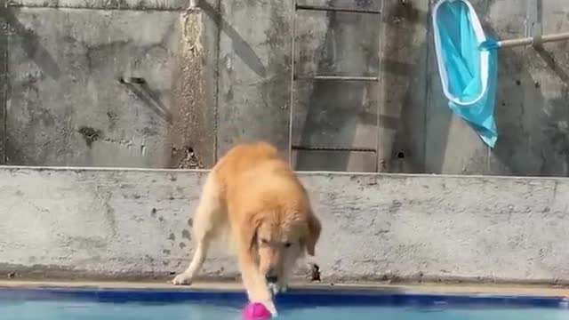 This is a cool dogs