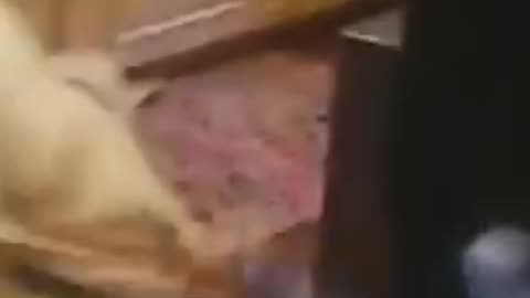 Cat 🐱🐈 comedy video fani video