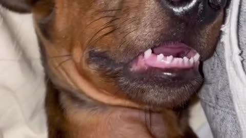 Dog sleep 😴 sounds 😴 👌