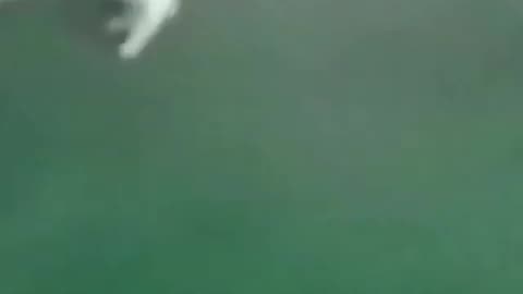 Best Funny Animal videos Of The Funniest Cats And Dogs videos