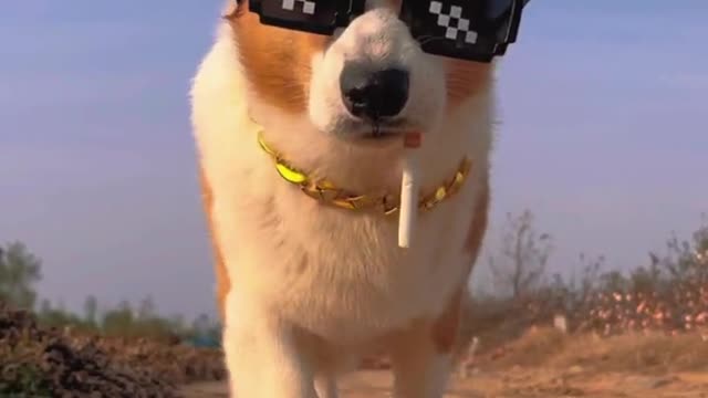 puppy