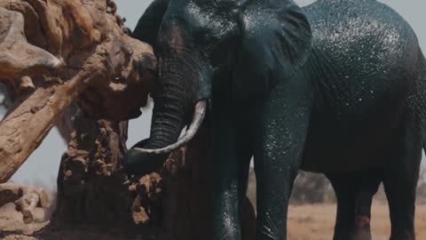 Rare And Unique Animals Video