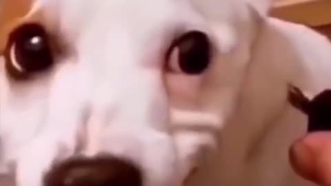 Engry Dog Funny Video