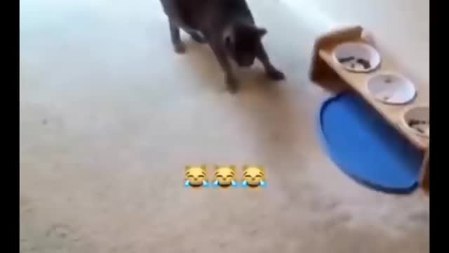 Amusing Cats 😹 - Don't Try To Stop Laughing 🤣 - Funniest Cats Ever