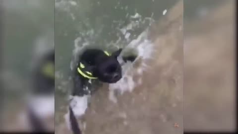 Baby Dogs - Cute and Funny Dog Videos Compilation #13 Aww Animals