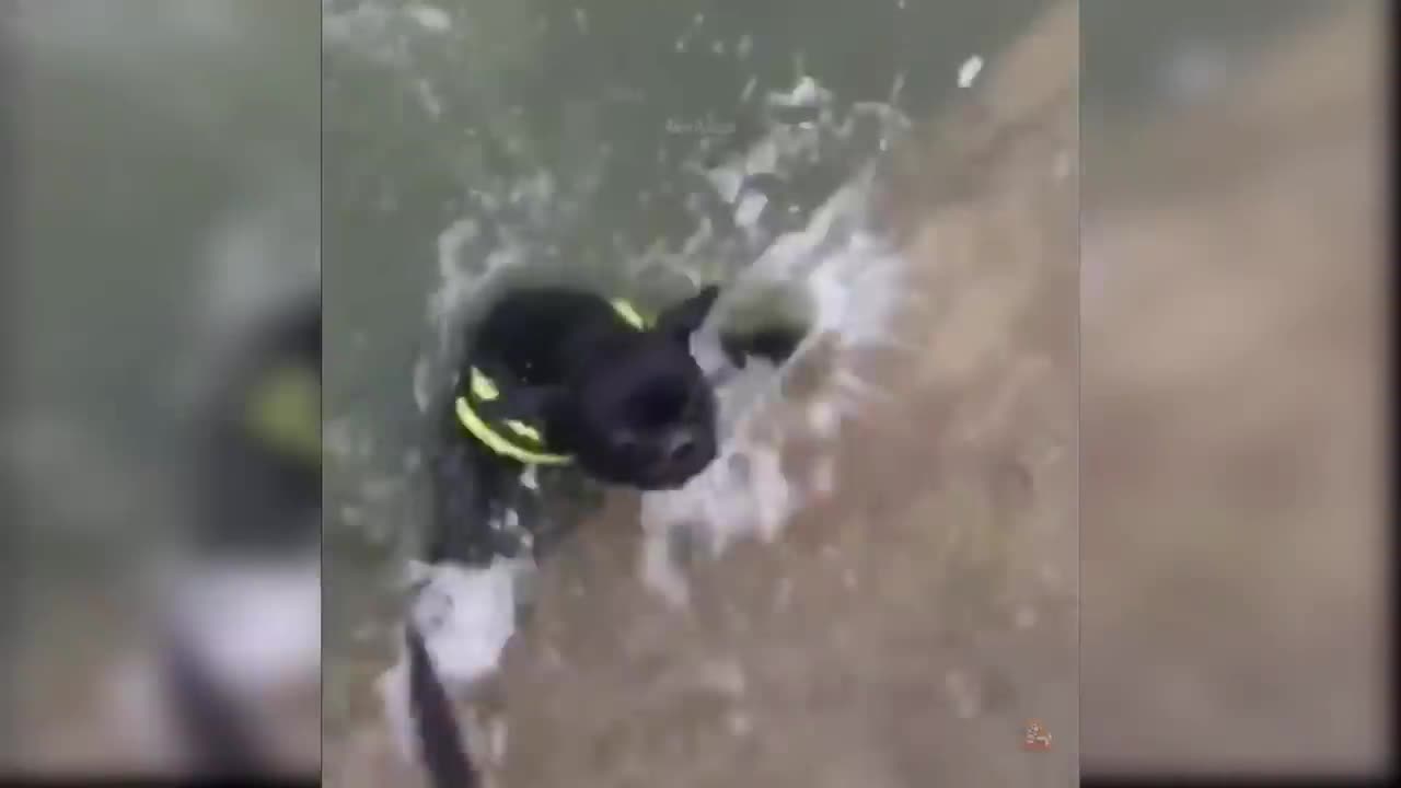 Baby Dogs - Cute and Funny Dog Videos Compilation #13 Aww Animals