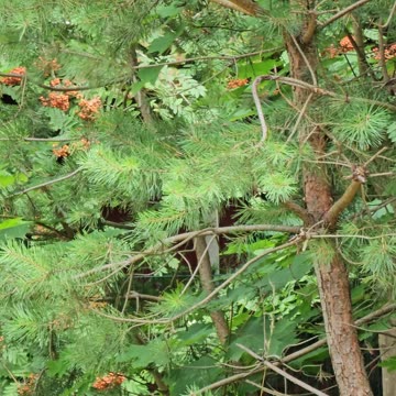 The OSHA birds financed by taxpayers #mockumentary #nature #wildlife