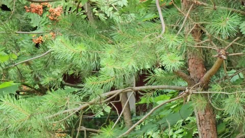 The OSHA birds financed by taxpayers #mockumentary #nature #wildlife
