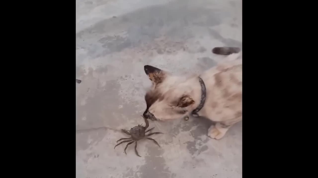 300 Interesting Animal Moments CAUGHT ON CAMERA!