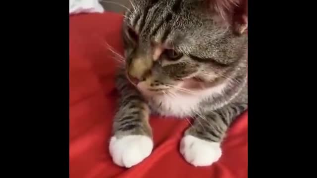 Funniest cat videos #11 - HILARIOUS!