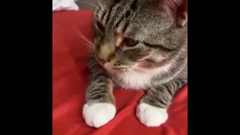 Funniest cat videos #11 - HILARIOUS!