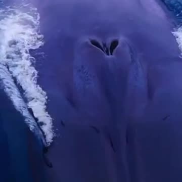 BREAKING NEWS!! THE WORLDS LARGEST ANIMAL SPOTTED!! WOW 😲😳😲