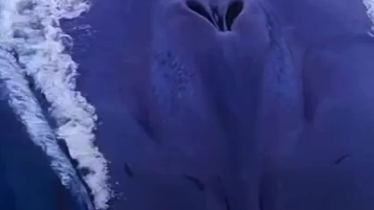 BREAKING NEWS!! THE WORLDS LARGEST ANIMAL SPOTTED!! WOW 😲😳😲