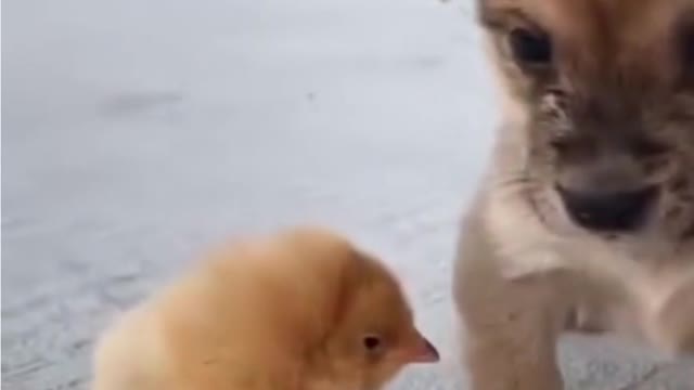 Baby dogs lovely puppies HD lovely puppies videos | we love dogs - 31