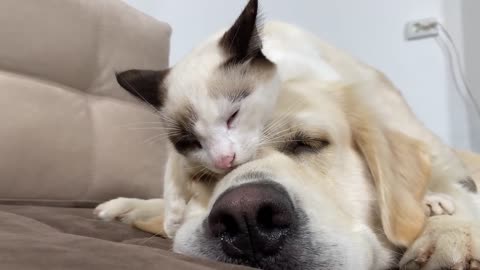 Kitten Uses a Golden Retriever as a Bed!