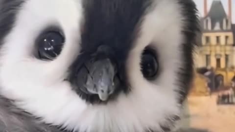 Cute penguin