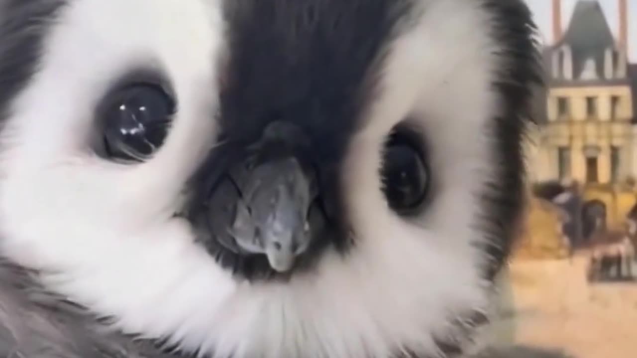 Cute penguin