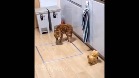 Cat cute reaction and most funny moments
