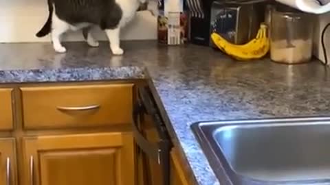Cat Picks Fight With Bananas