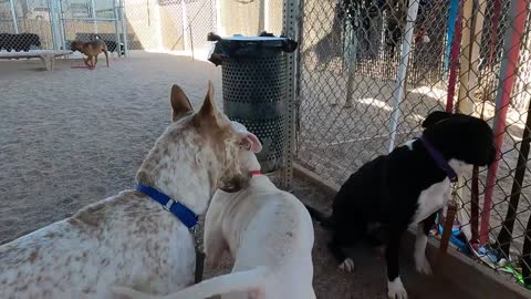13 maneiras pelas quais os cães podem ajudá-lo a viver até os 100 anos