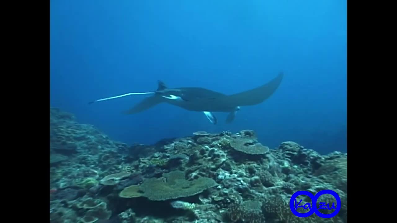 マンタ； MantaMobula birostris