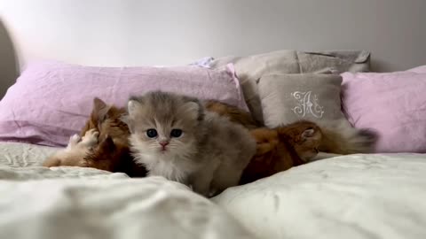 Cute cats baby