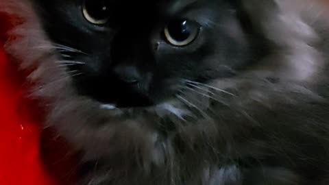 Black kitten what else you want black cat matters