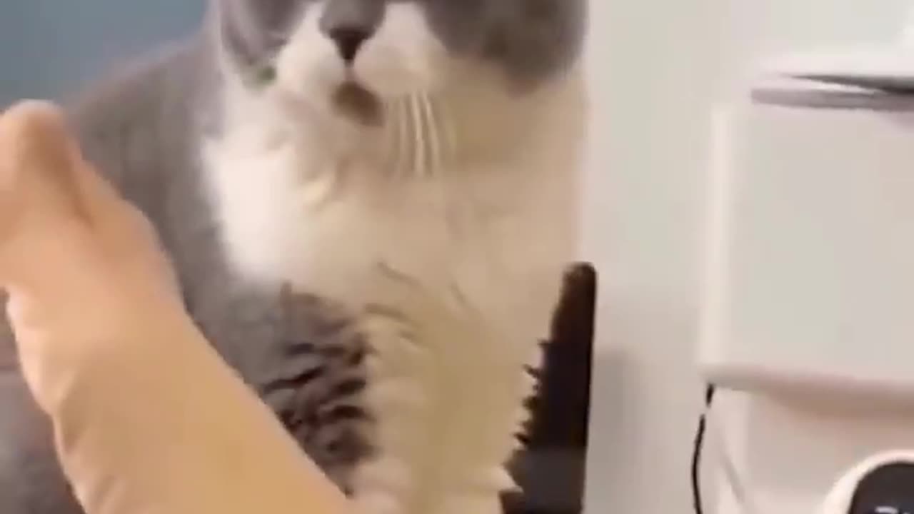 Best Funniest Videos 2022 😂 Cute Cats 🐱 and Funny Dogs 🐶 #1.