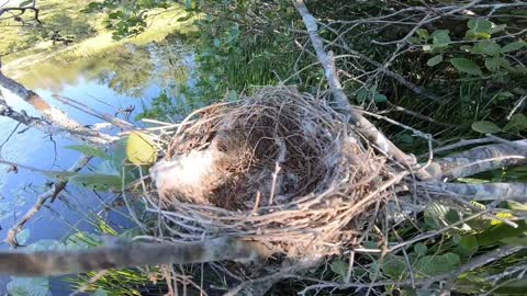 Bird Nest