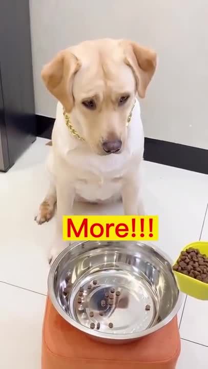 FUNNY DOG NEEDS MORE SHORTS