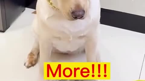 FUNNY DOG NEEDS MORE SHORTS