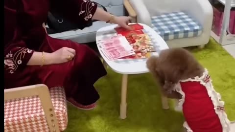 Funny Animals with Mammy
