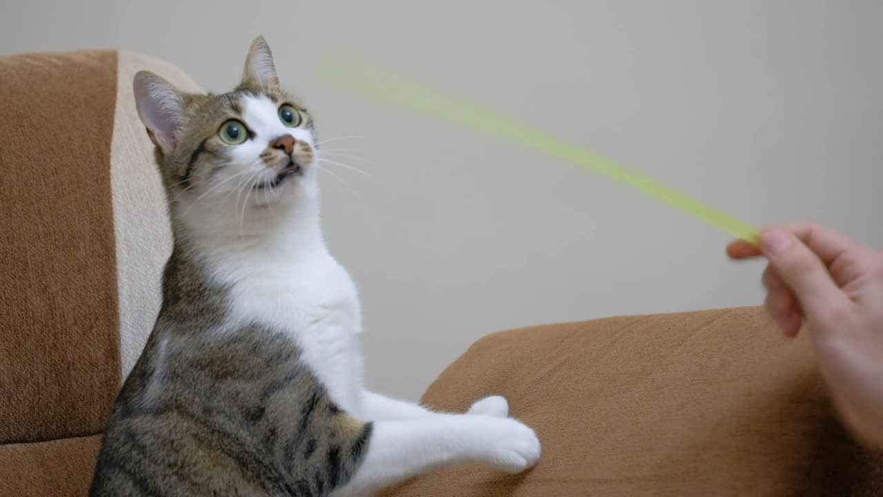 #shorts cat meme & kitten (tik tok video]💘 - funny cats meow baby cute compilation [cat-cash home)