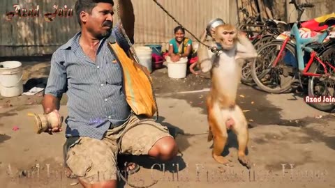 MONKEY CIRCUS | MONKEY DANCING | |