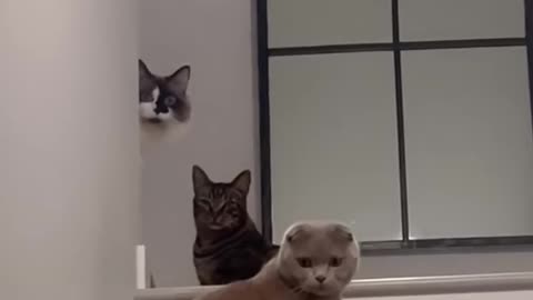 Every_cat_parent_can_relate_😂_#viral(720p)