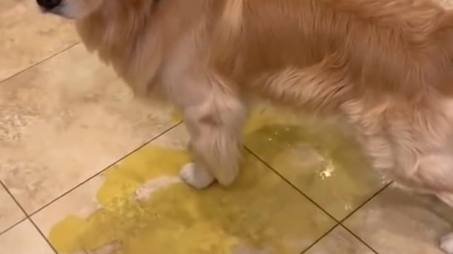 Dog's pee forever 🐶🐕