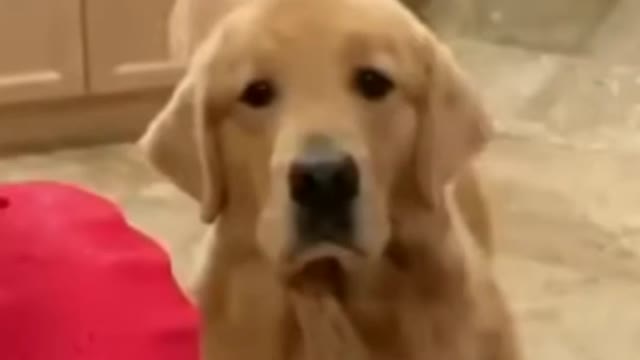 Cutest reaction from golden retriever