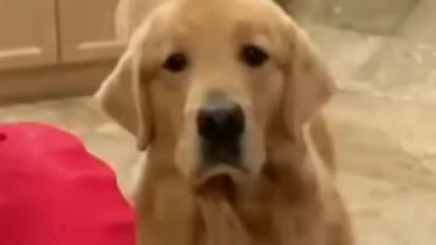 Cutest reaction from golden retriever
